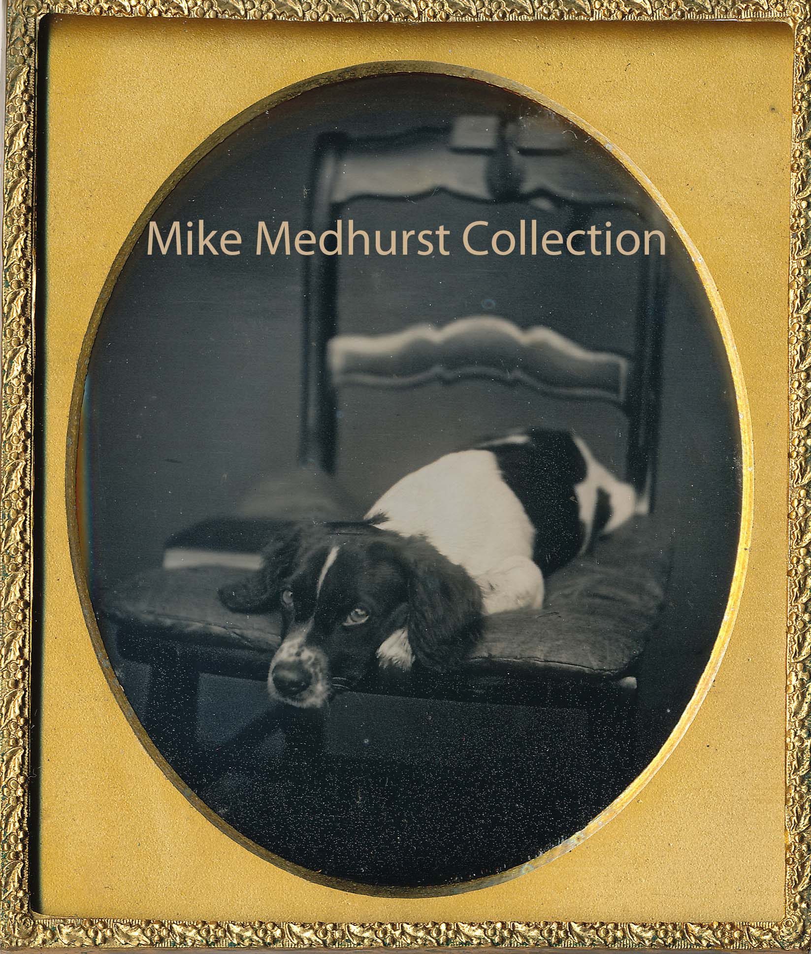 Dog in Chair Dog in Chair
